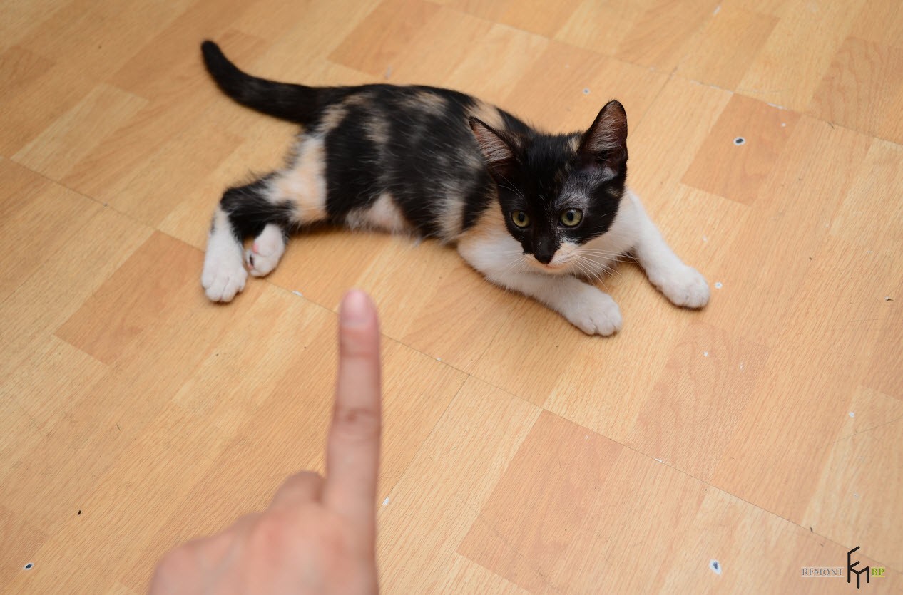 Maček gleda v prst