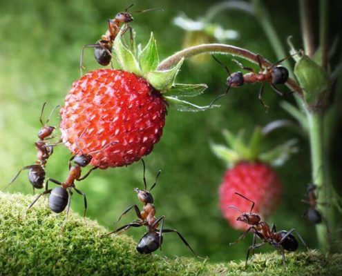 formigas no país