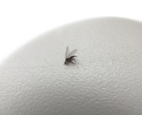 Maneiras confiáveis ​​de destruir mosquitos em um apartamento