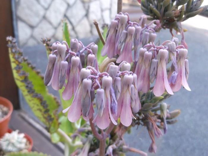 kalanchoe-daigremontiana-bryophyllum-daigremontianum-sukulentai-žydintys sukulentai