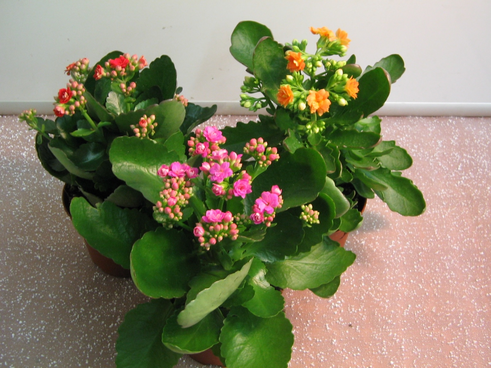 Variedade de variedades Kalanchoe