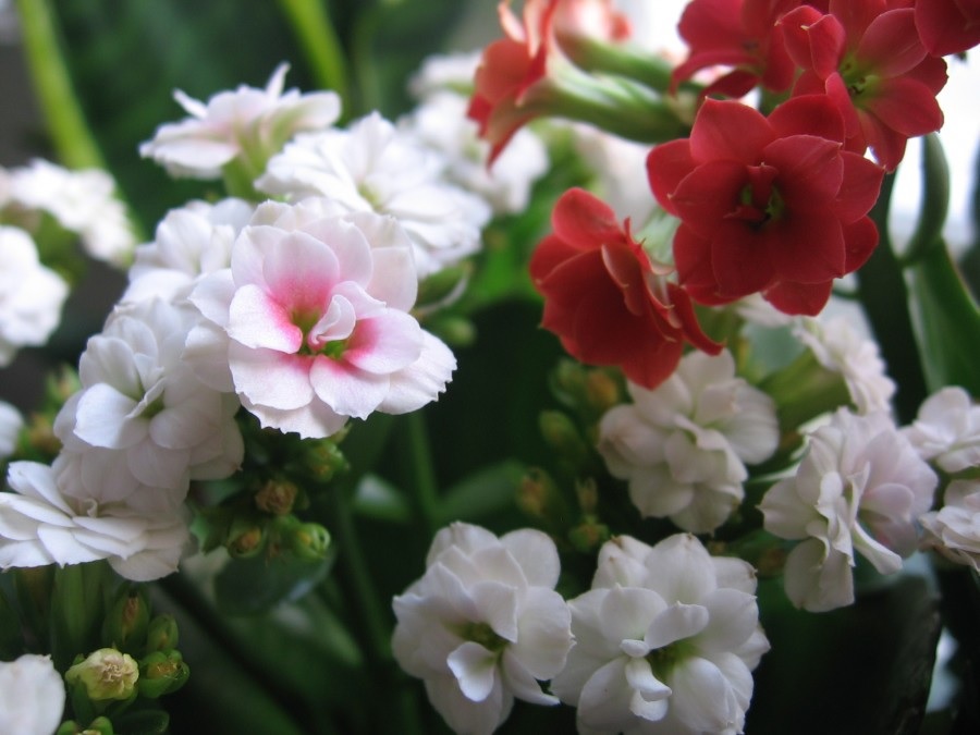 Varias flores de Kalanchoe