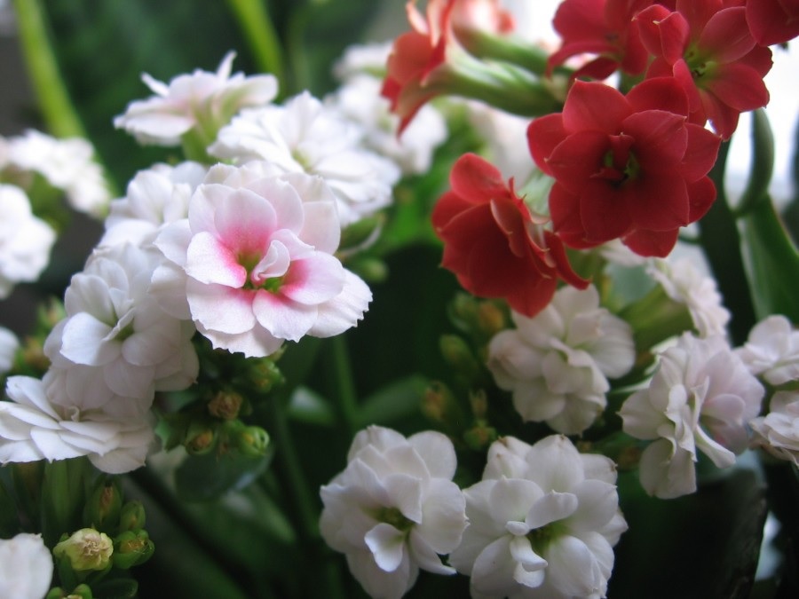 Vari fiori di Kalanchoe