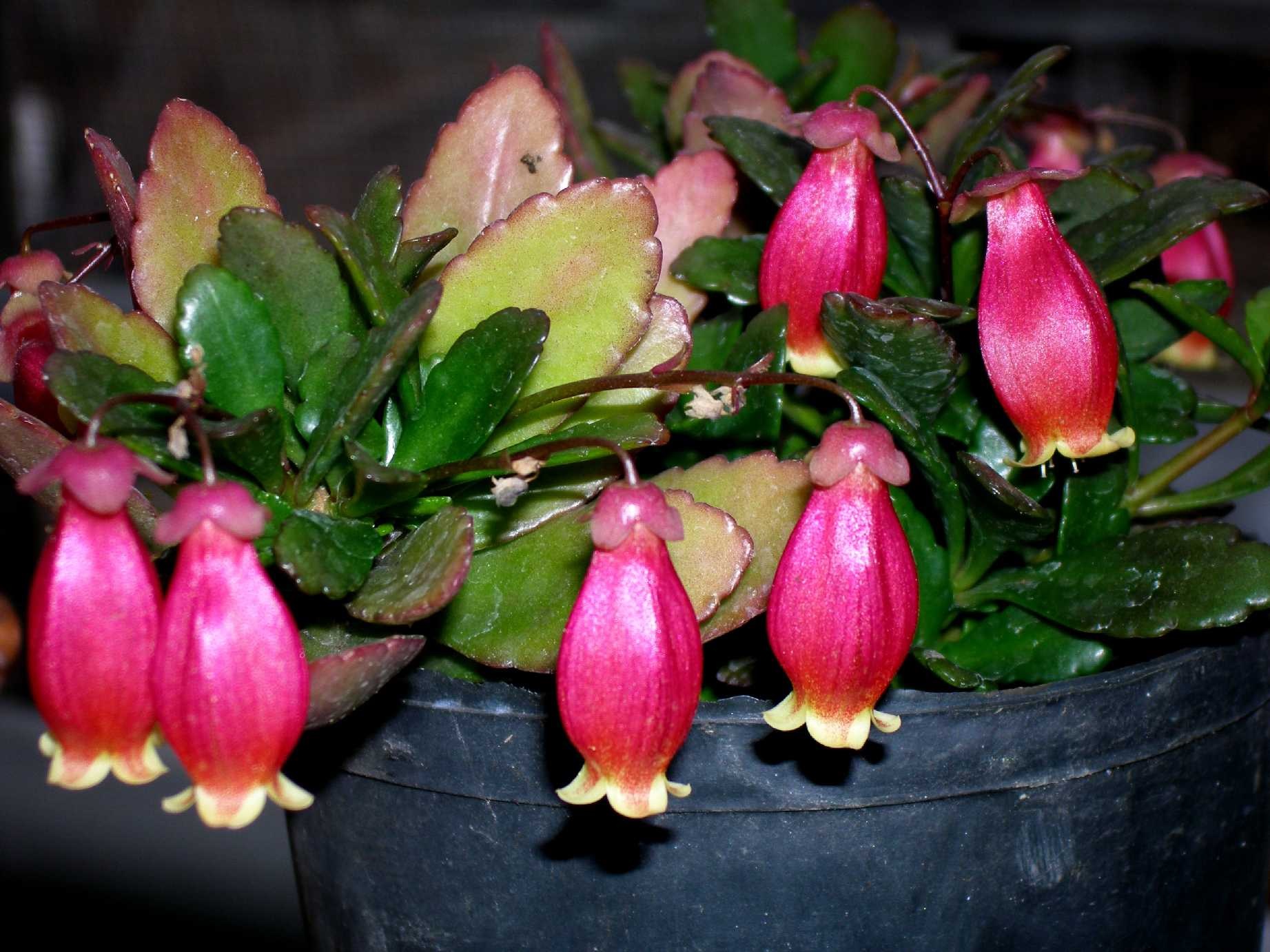 Fiori di Kalanchoe tubolari rosa