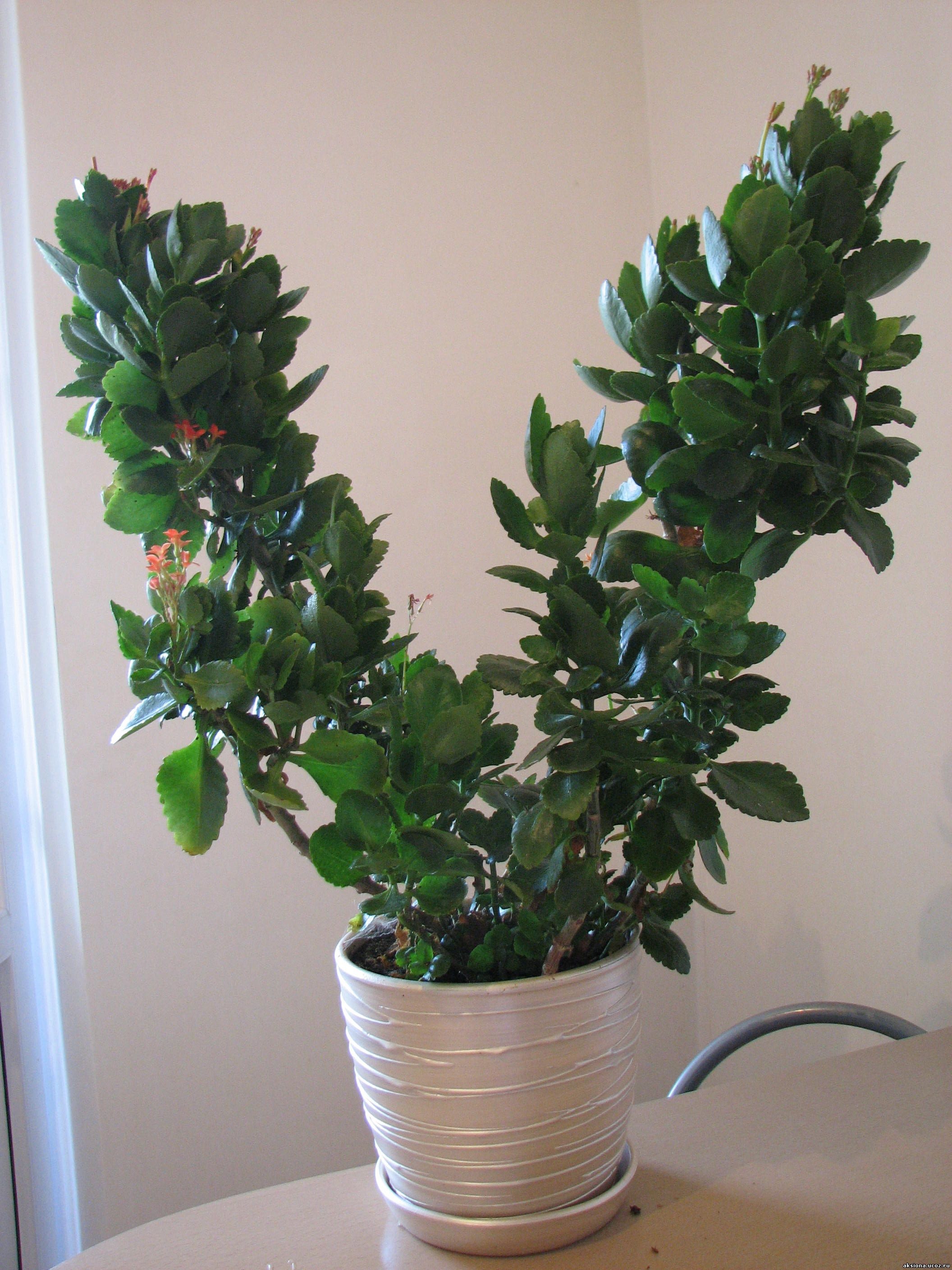 Velik grm Kalanchoe