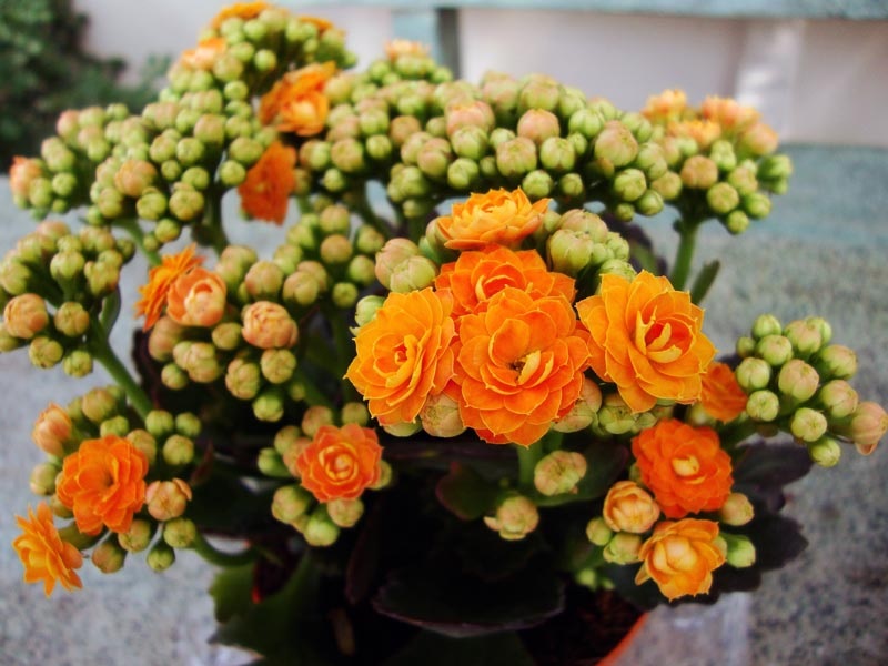 Flor de Kalanchoe laranja brilhante