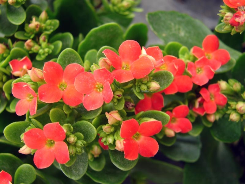 Subtilios Kalanchoe gėlės