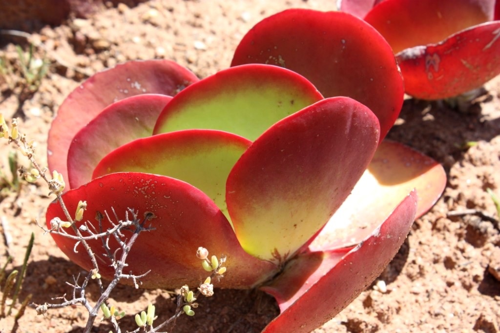 Rdeči listi Kalanchoe