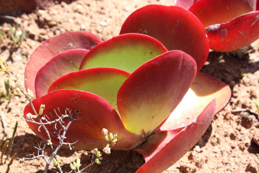 Hojas de Kalanchoe enrojecidas