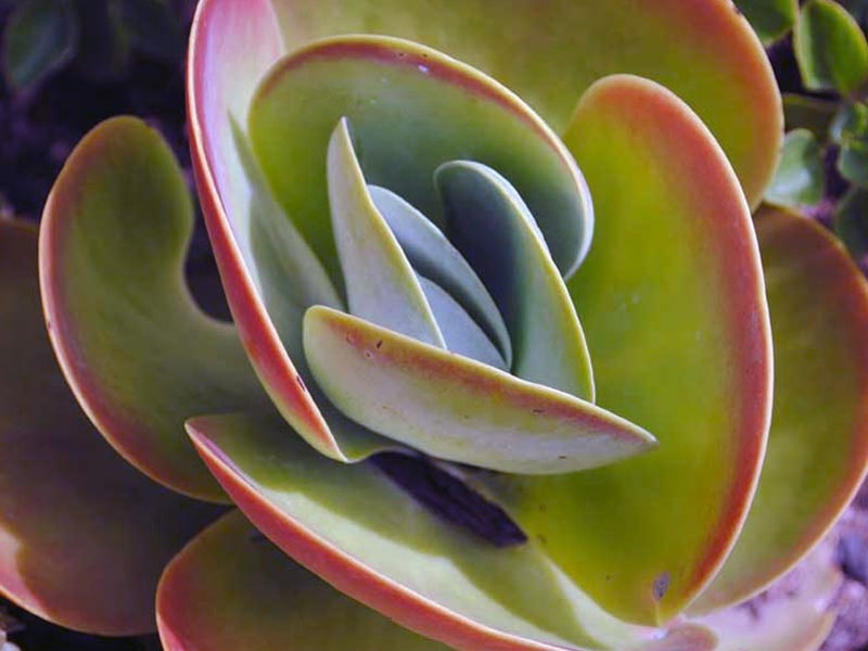 Foglie succulente di Kalanchoe