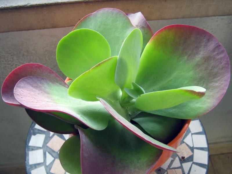 Mladi listi Kalanchoe