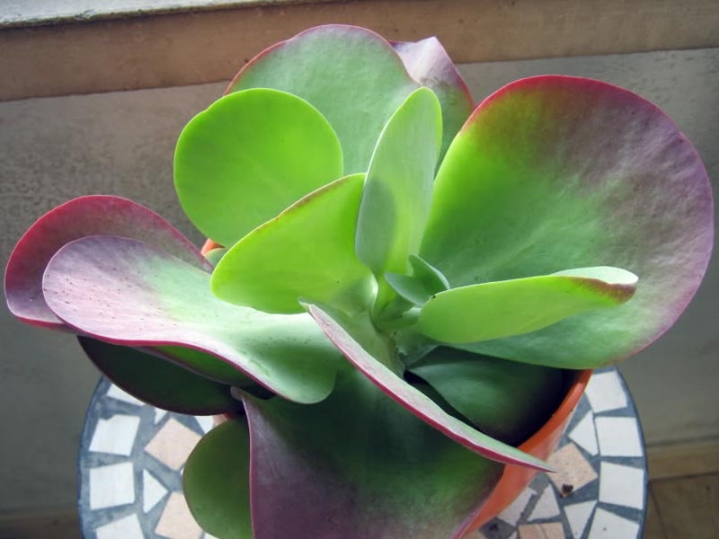 Jauni Kalanchoe lapai