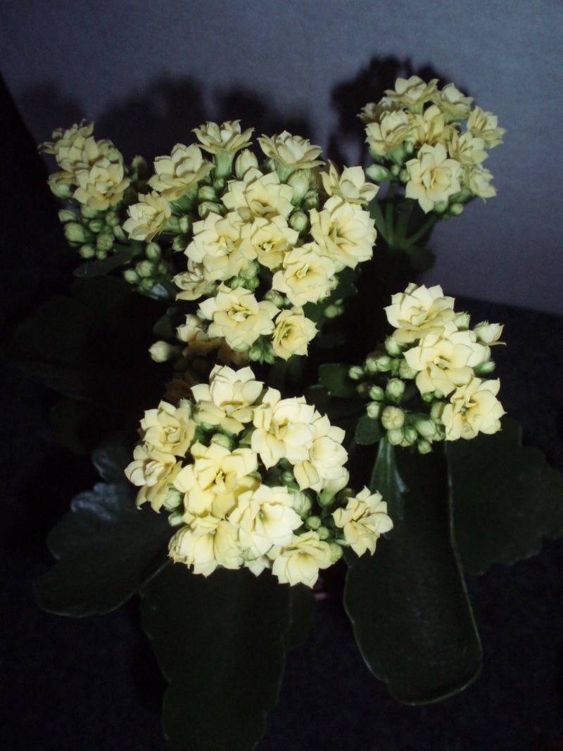 Baltos Kalanchoe gėlės