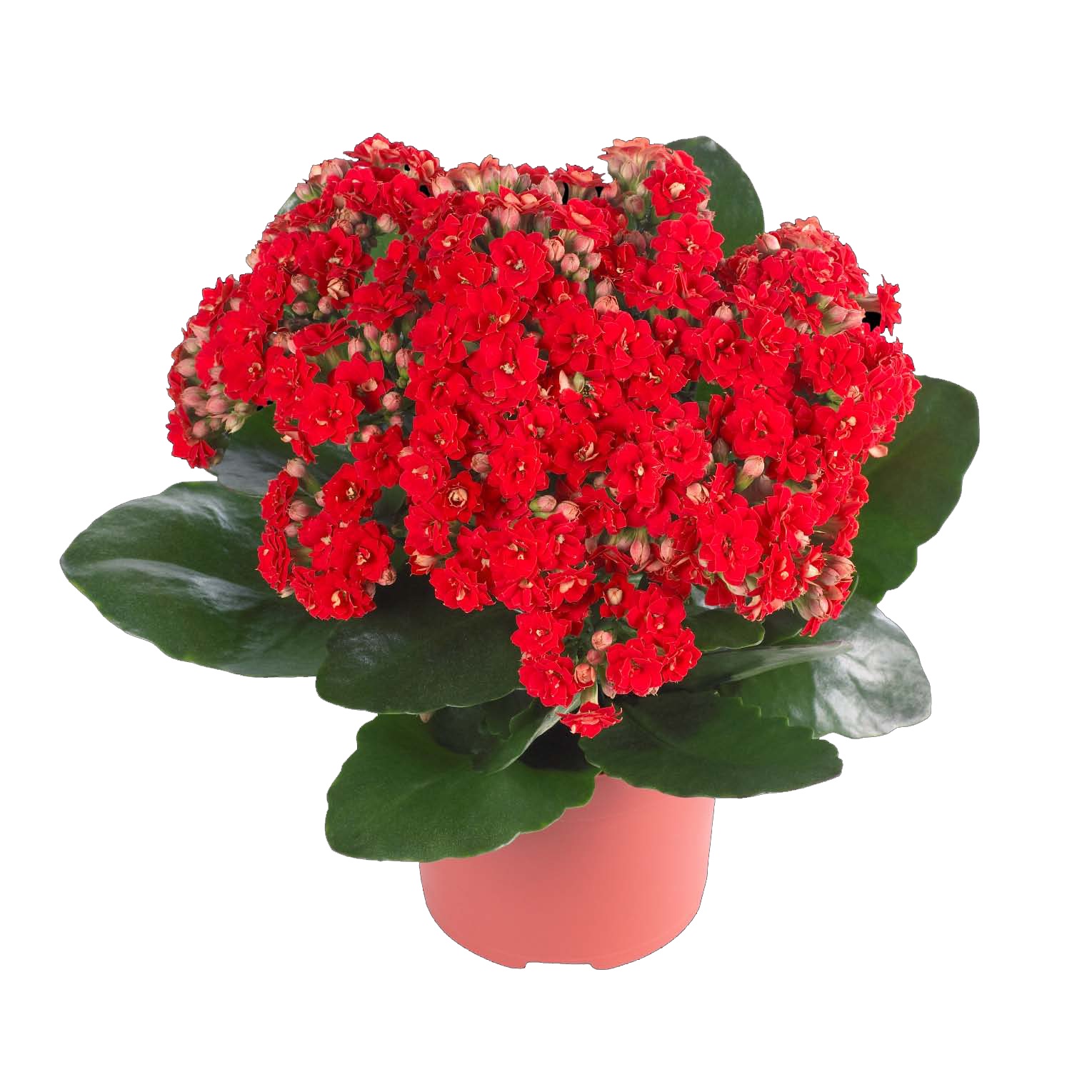 Kalanchoe v cvetu