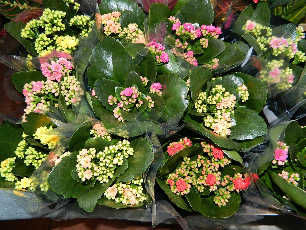 Variedad de tonos en flores Kalanchoe.