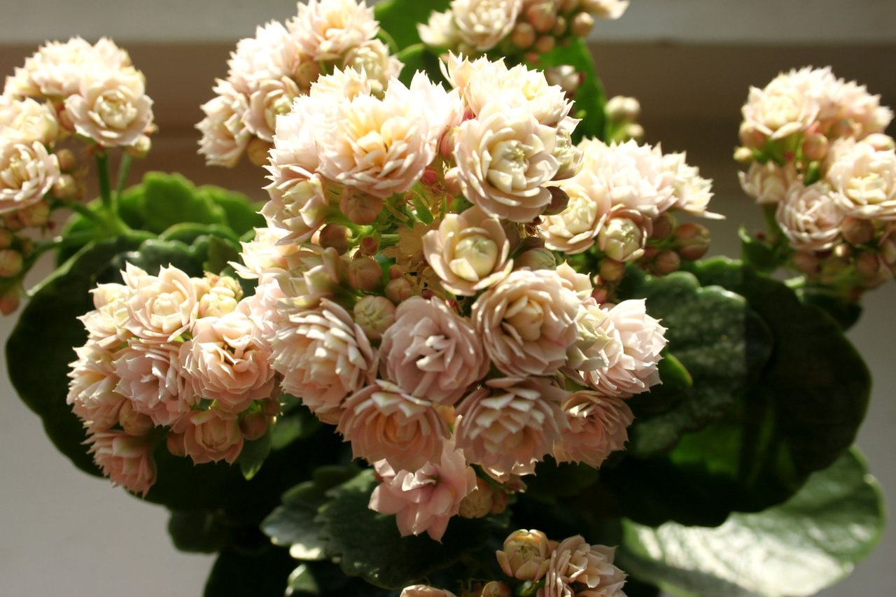 Flor exuberante de Kalanchoe