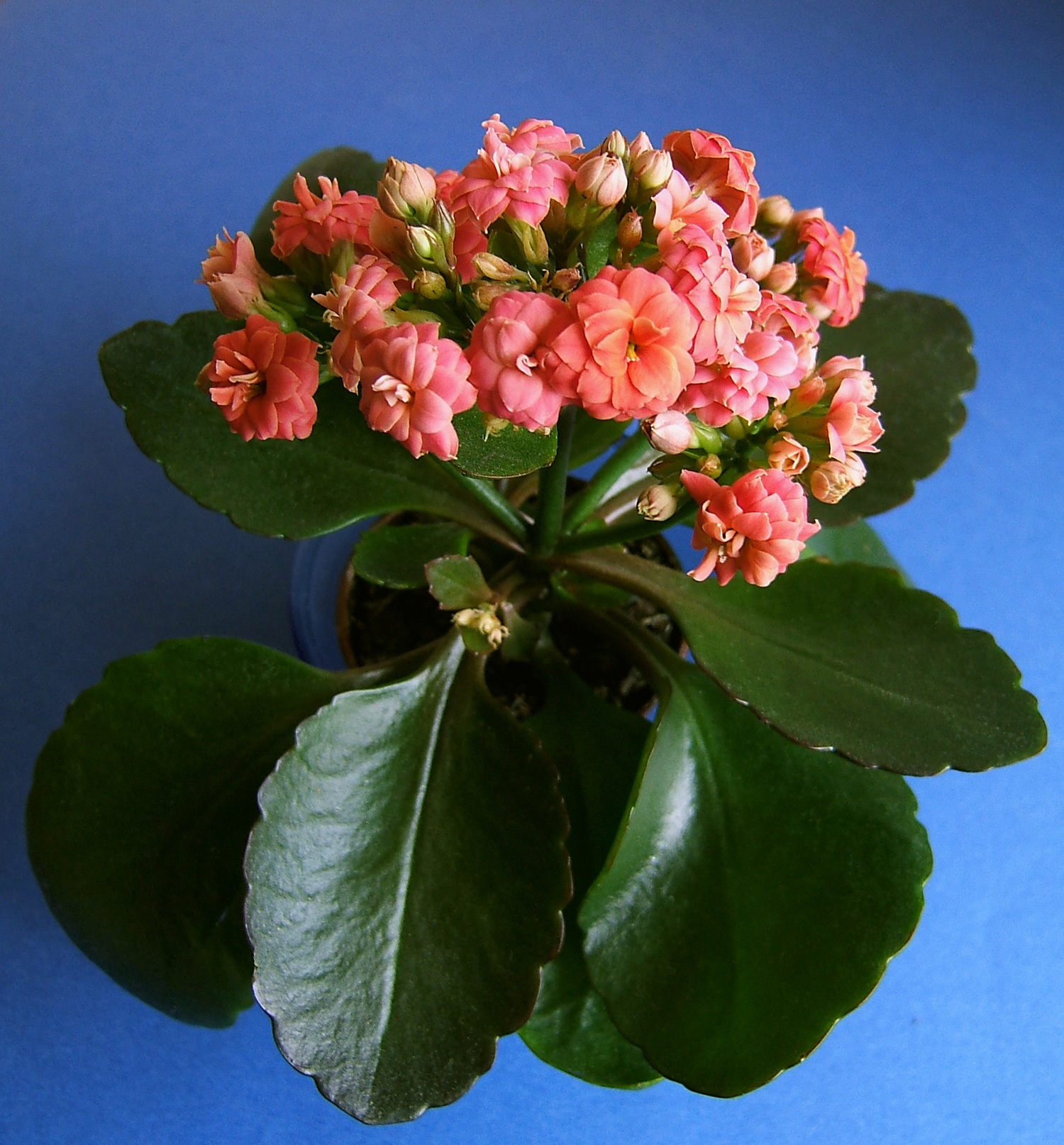 Una sfumatura di rosa sui fiori di Kalanchoe