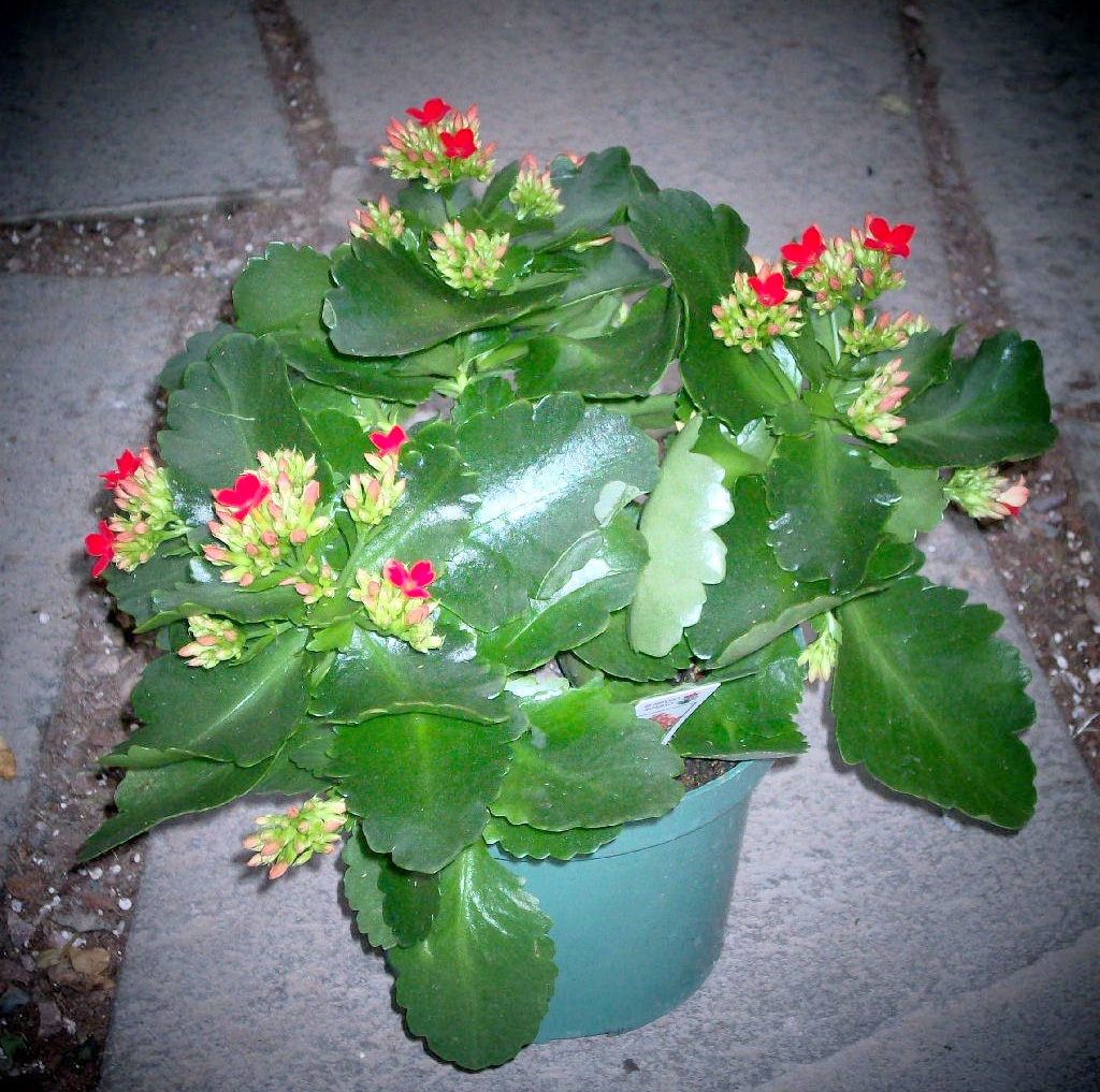 Ryškiai raudonos Kalanchoe gėlės