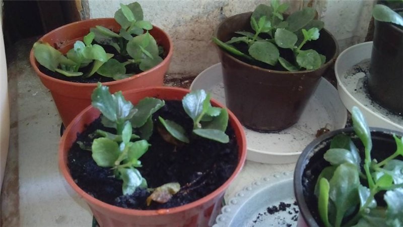 Plantas jovens de Kalanchoe