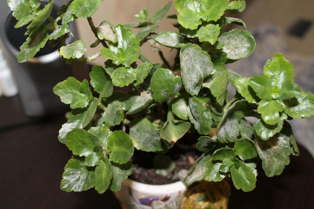 Jovem Kalanchoe