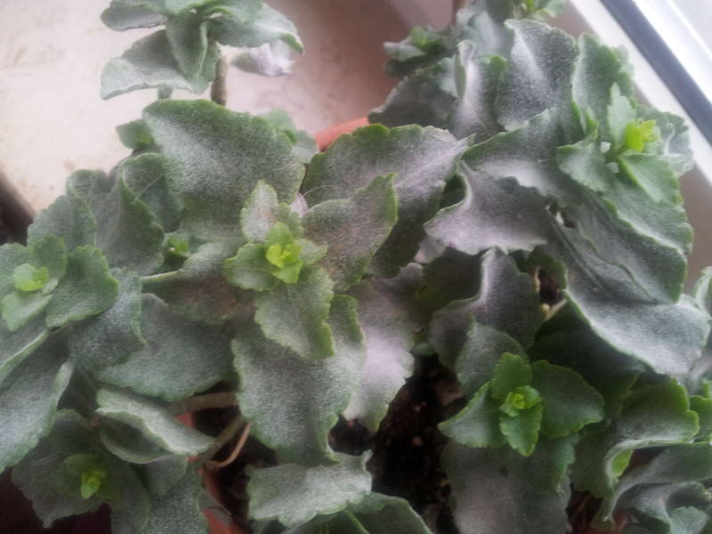 Kalanchoe bolezni