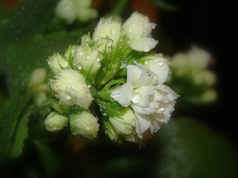 Balta Kalanchoe gėlė