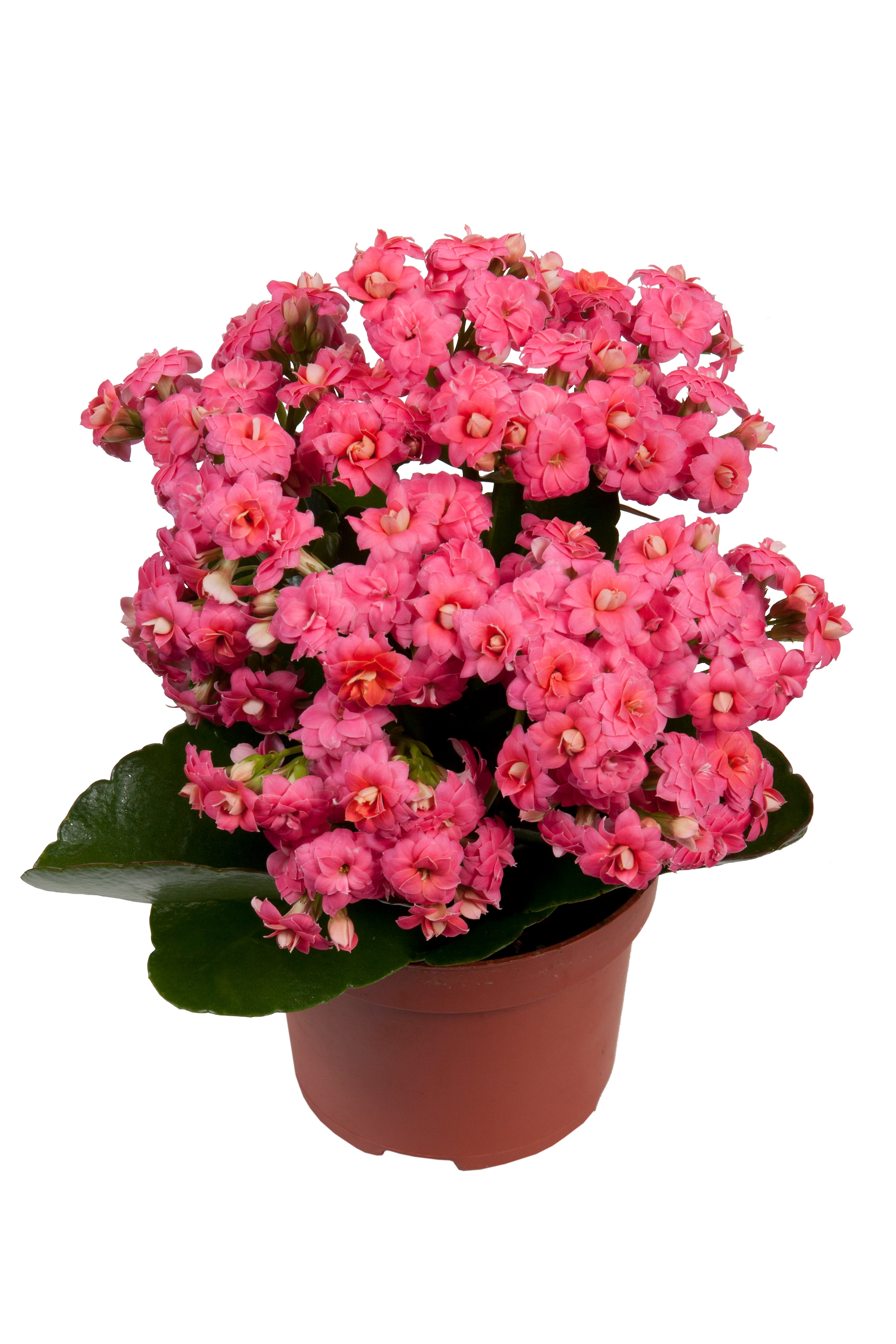 Rožinės Kalanchoe gėlės