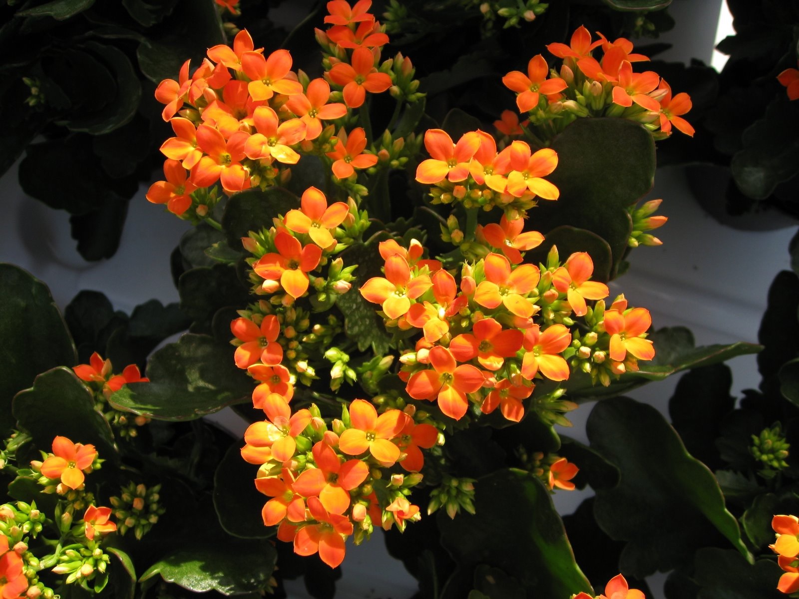 Kalanchoe com floração laranja-amarelo