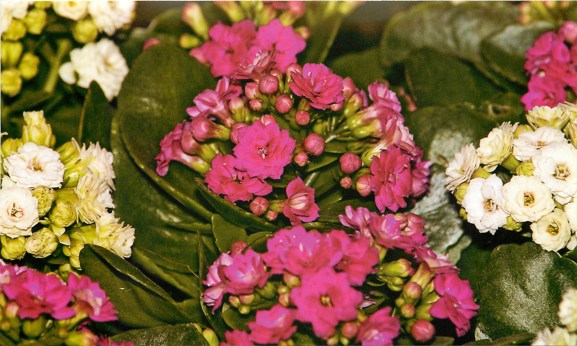 Švelniai rausvos Kalanchoe gėlės