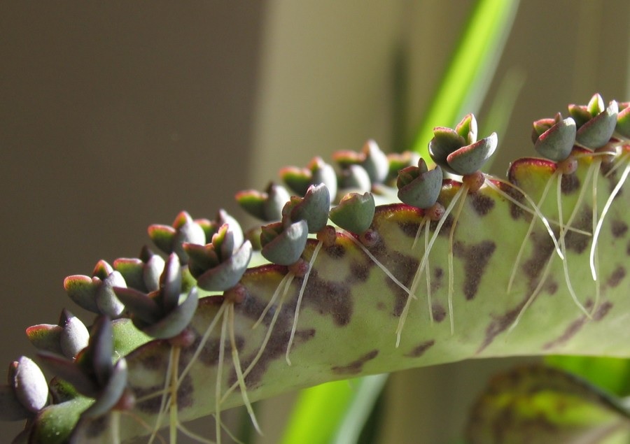 Šaknys apie būsimą Kalanchoe