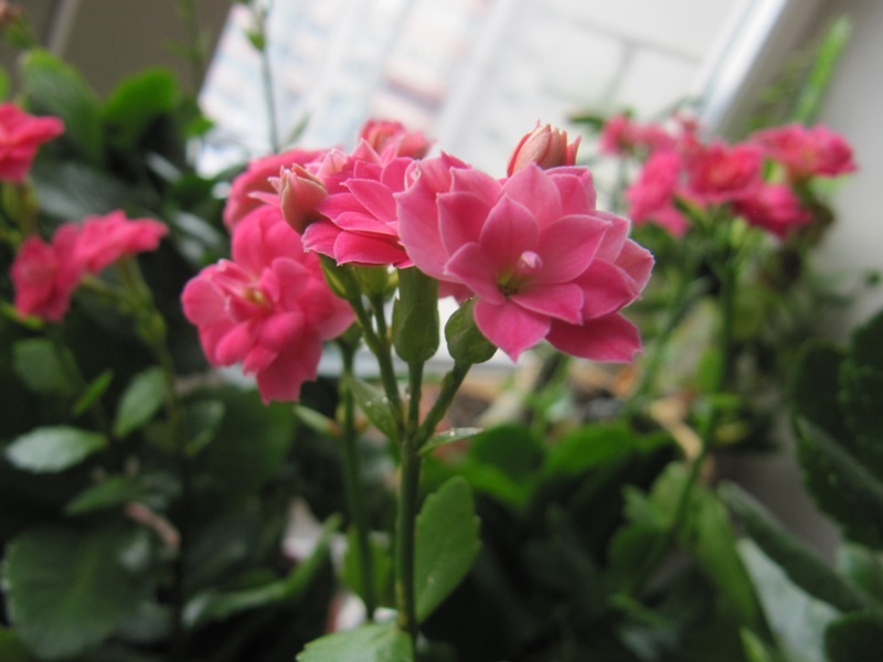Veliki rožnati cvetovi Kalanchoe