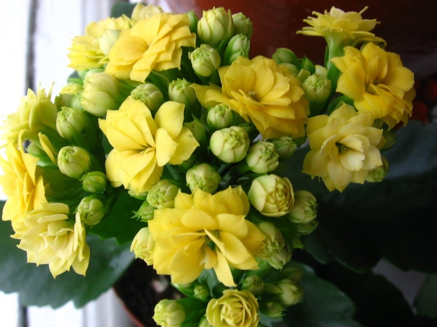 Flores amarelas exuberantes de Kalanchoe