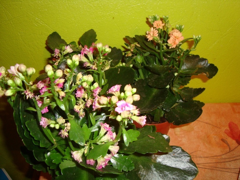 Kalanchoe interior floreciente