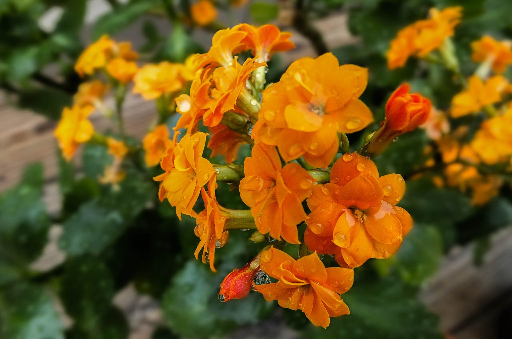 Oranžinės Kalanchoe gėlės