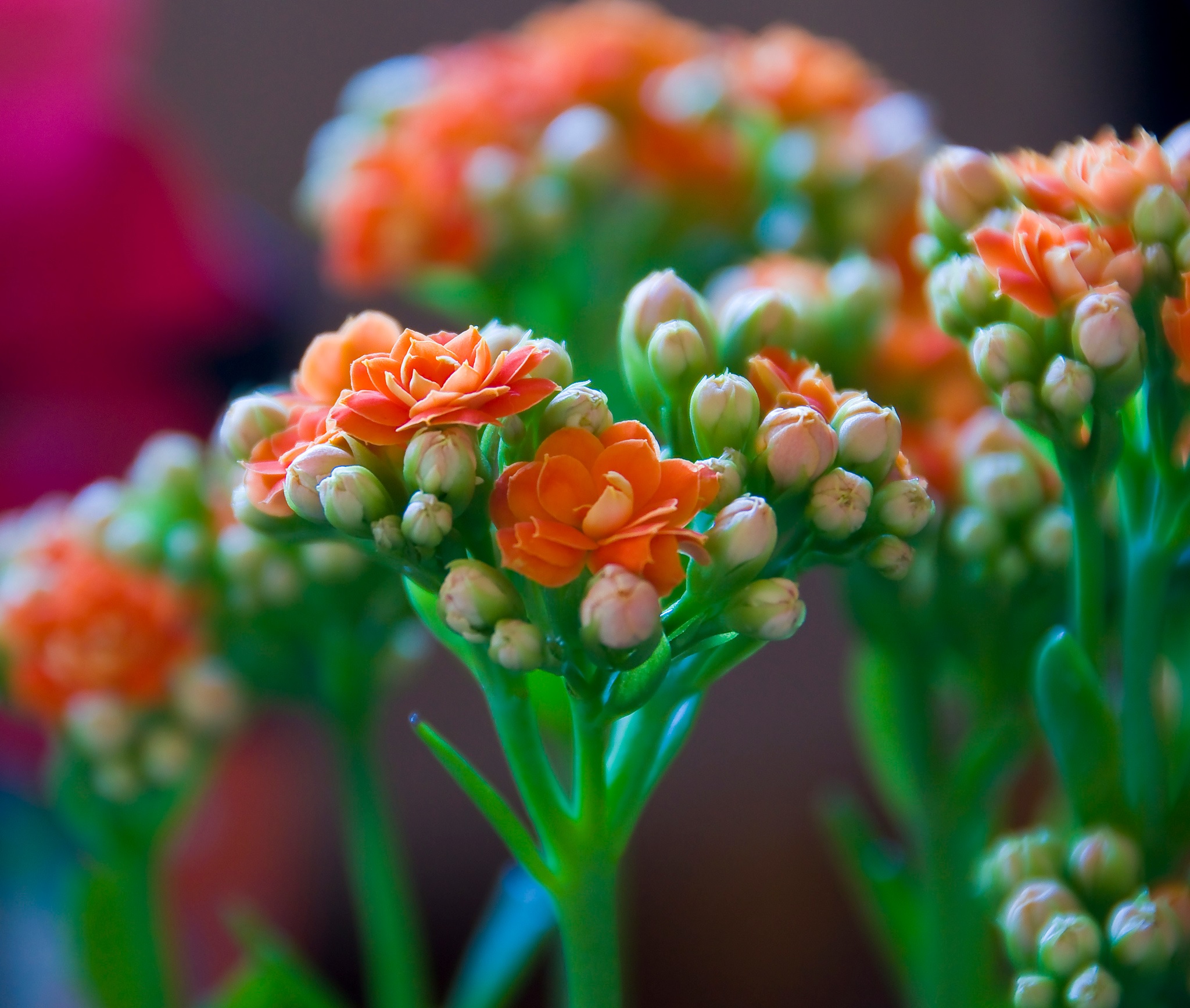 Graciosos caules de flores de Kalanchoe