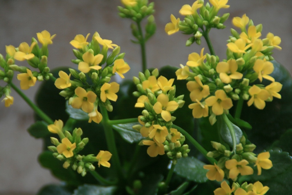 Pequeñas flores de Kalanchoe