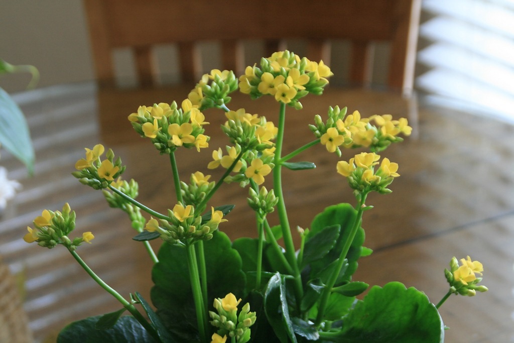 Kalanchoe de flor pequena