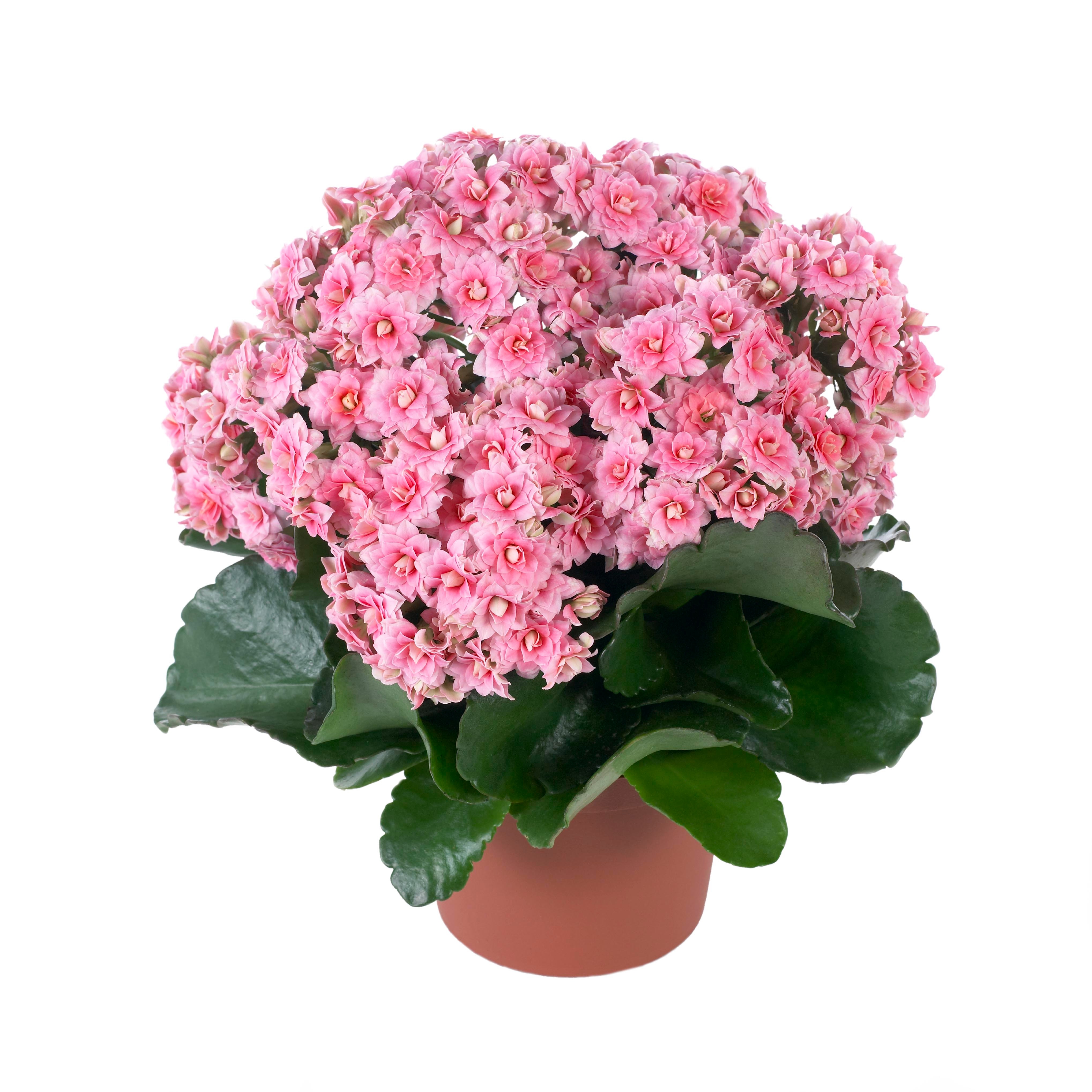 Delicati fiori di Kalanchoe rosa