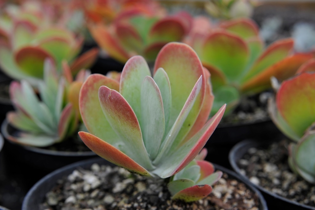 Kalanchoe sodinukai