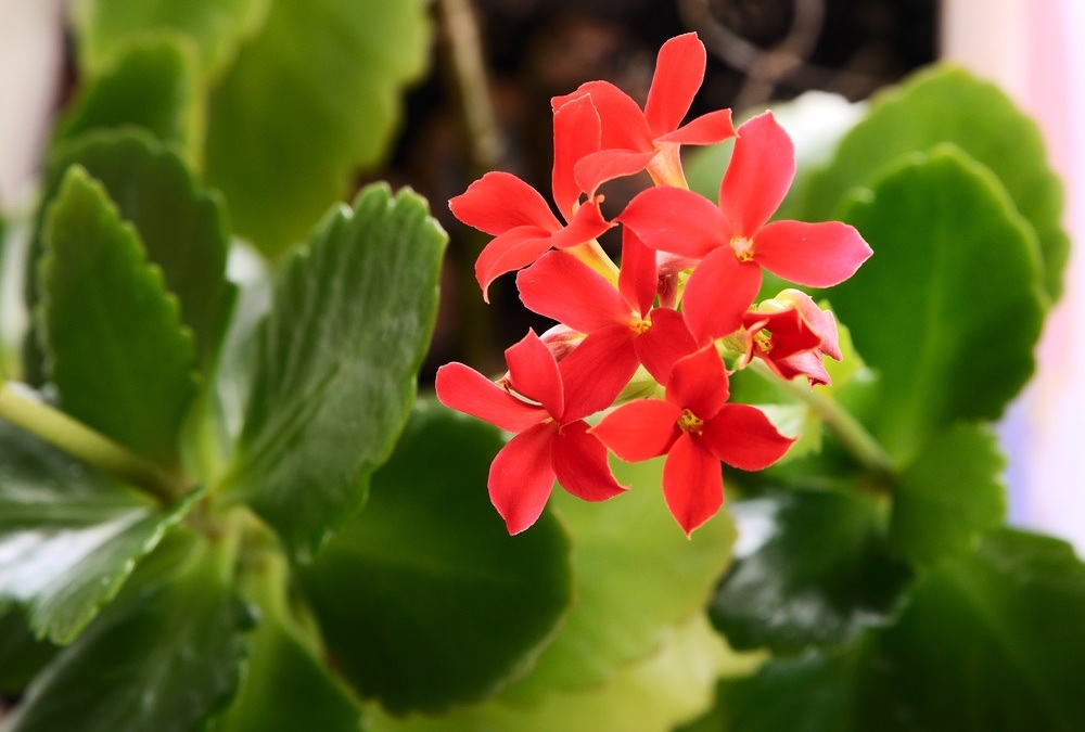 Inflorescência de Kalanchoe vermelho