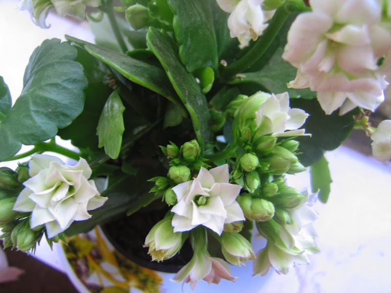 Občutljivi cvetni listi cvetja Kalanchoe