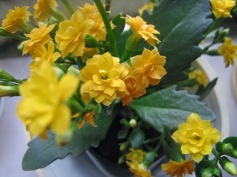 Inflorescencias amarillas de Kalanchoe