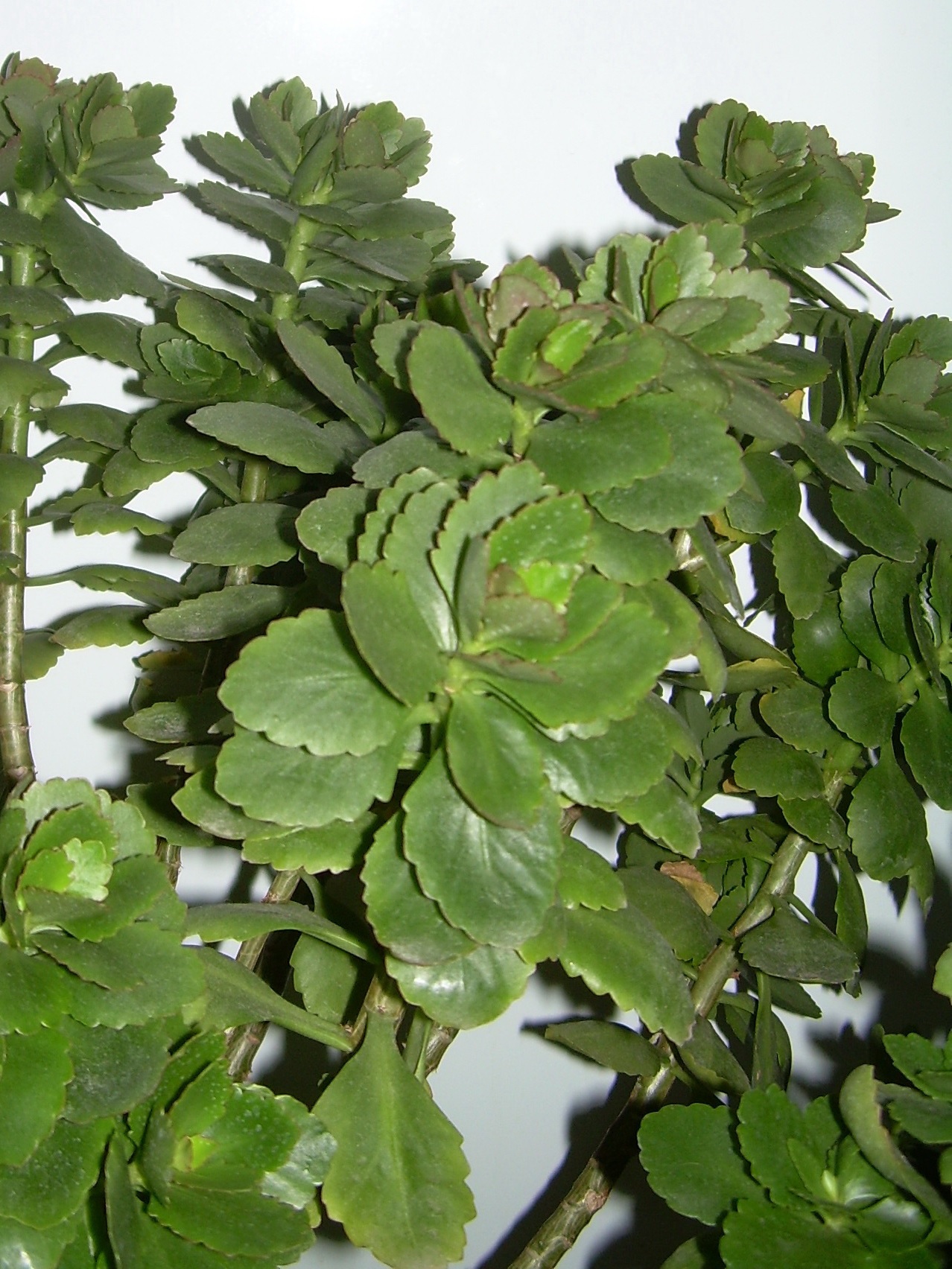 Follaje verde de kalanchoe