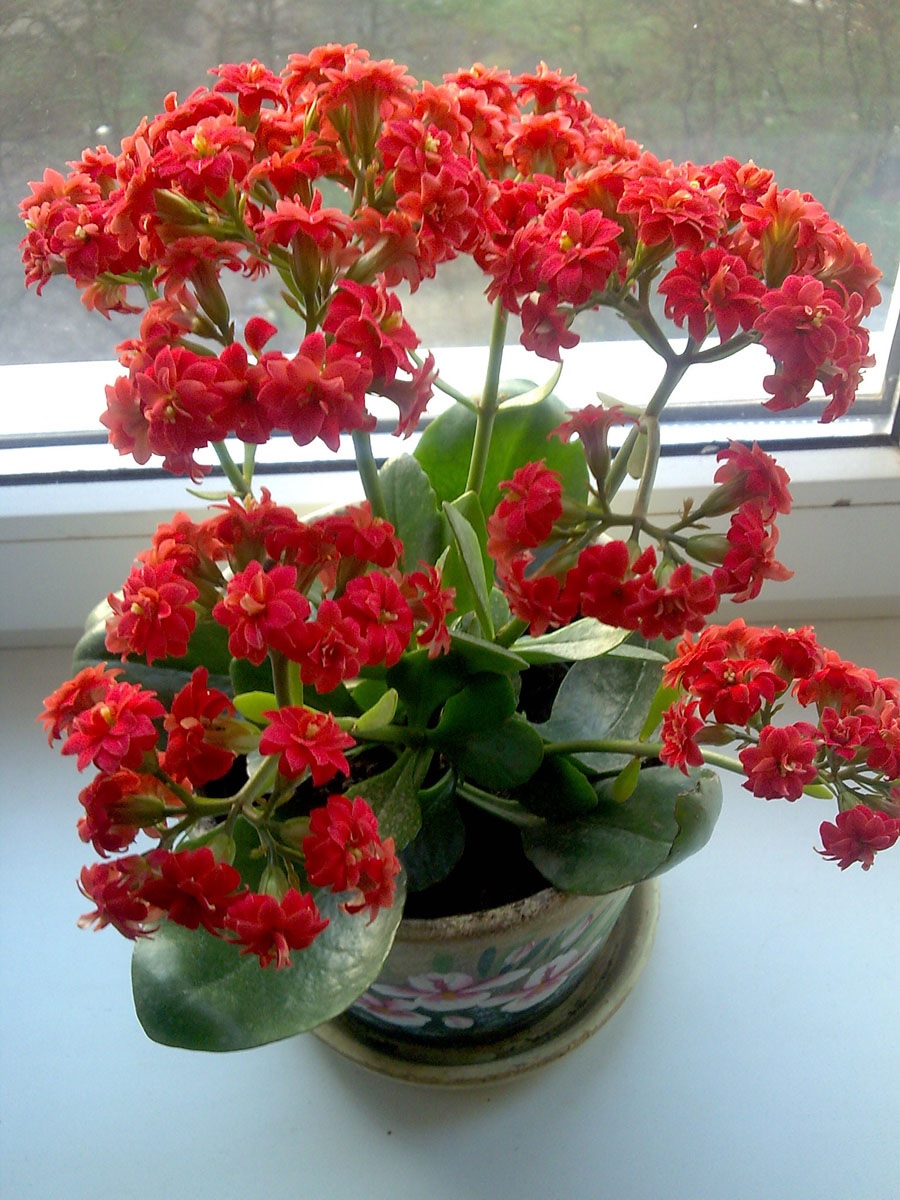 Kalanchoe floreciente con flores rojas