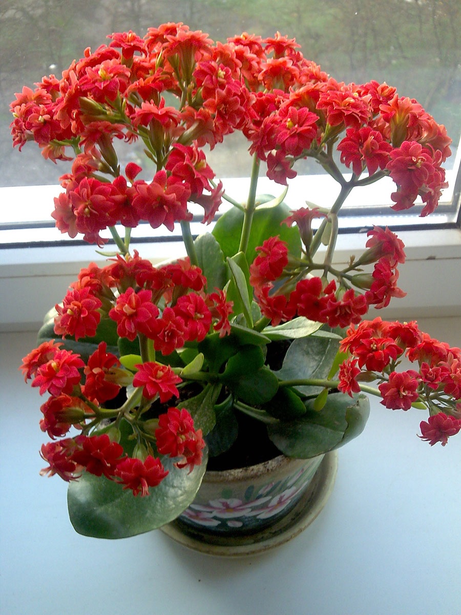 Žydintis Kalanchoe raudonomis gėlėmis