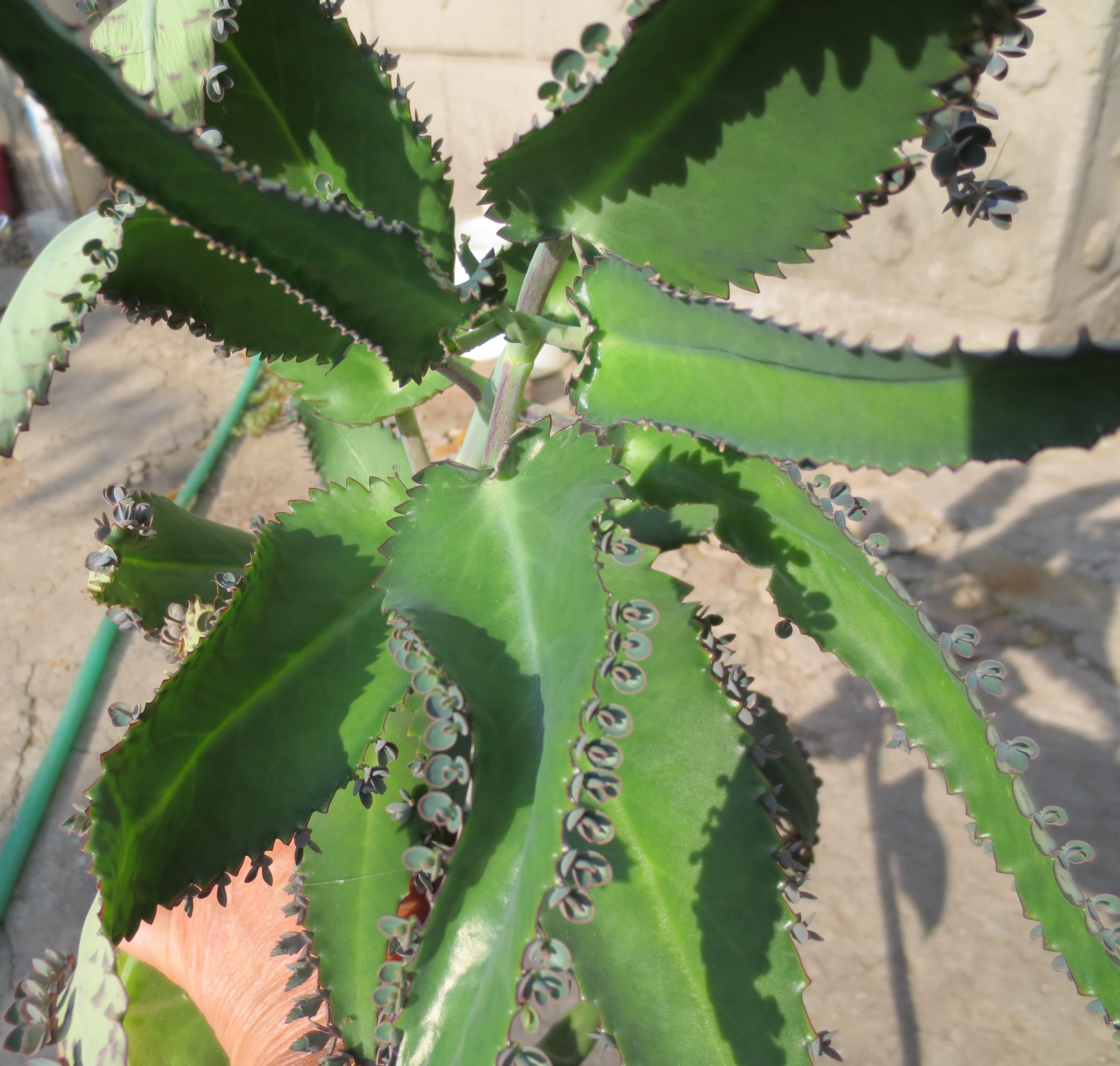 Kalanchoe zeleni listi