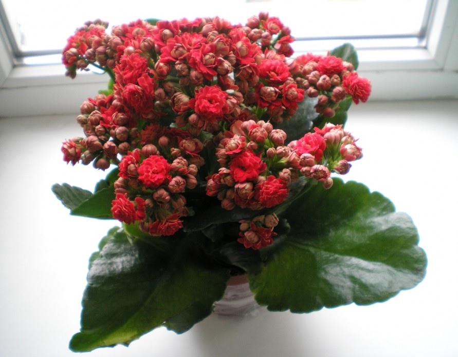 Flores rojas de Kalanchoe