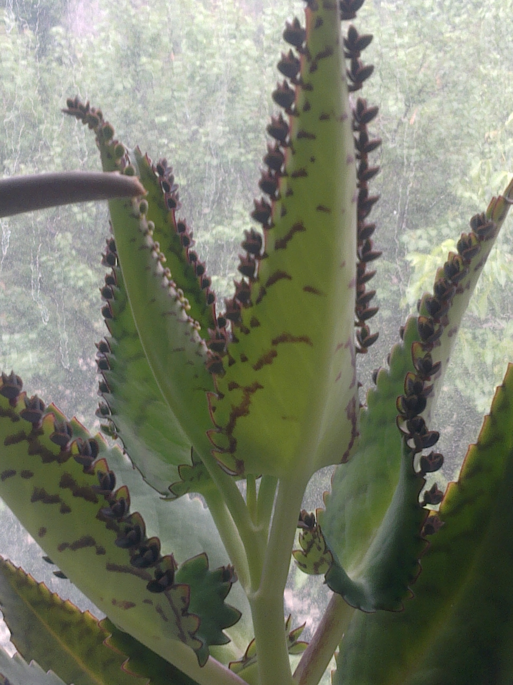 Kalanchoe suformuotais pumpurais