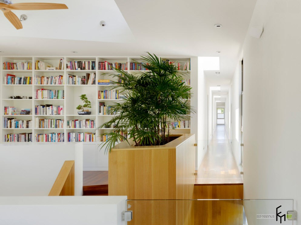 Planta requintada