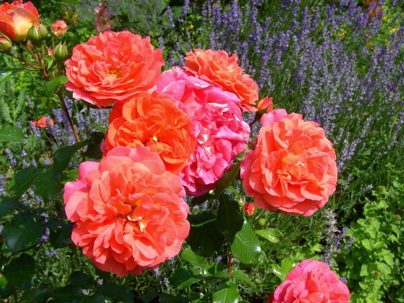 Tom brilhante de floribunda rosa